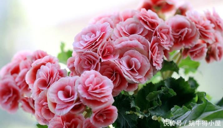 4种花是花中劳模,一年四季开花不断,花朵硕大、优美高贵