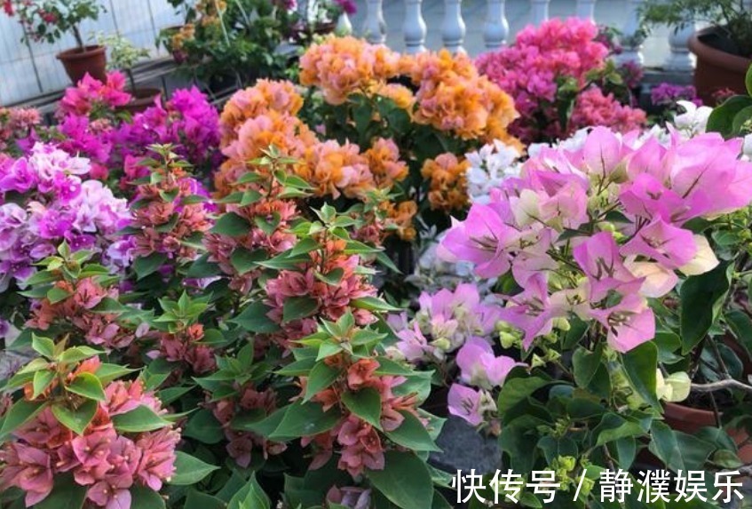 4种花是开花机器，一次开花200朵，花香易打理，养在客厅美极了