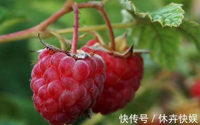 维生素b1|农村此“红宝石”!不但美容养颜,还能延年益寿,你认识吗