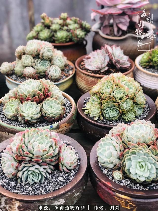 爱多肉，爱生活，我们是一群快乐的养肉人！