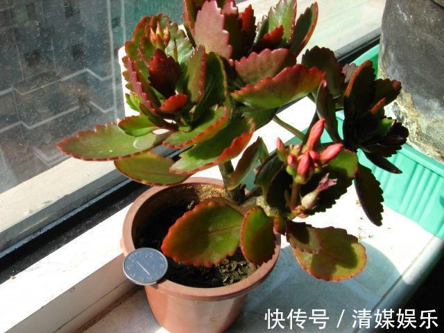 养长寿花，叶子开始发红，不精神，这2个“小动作”要注意！