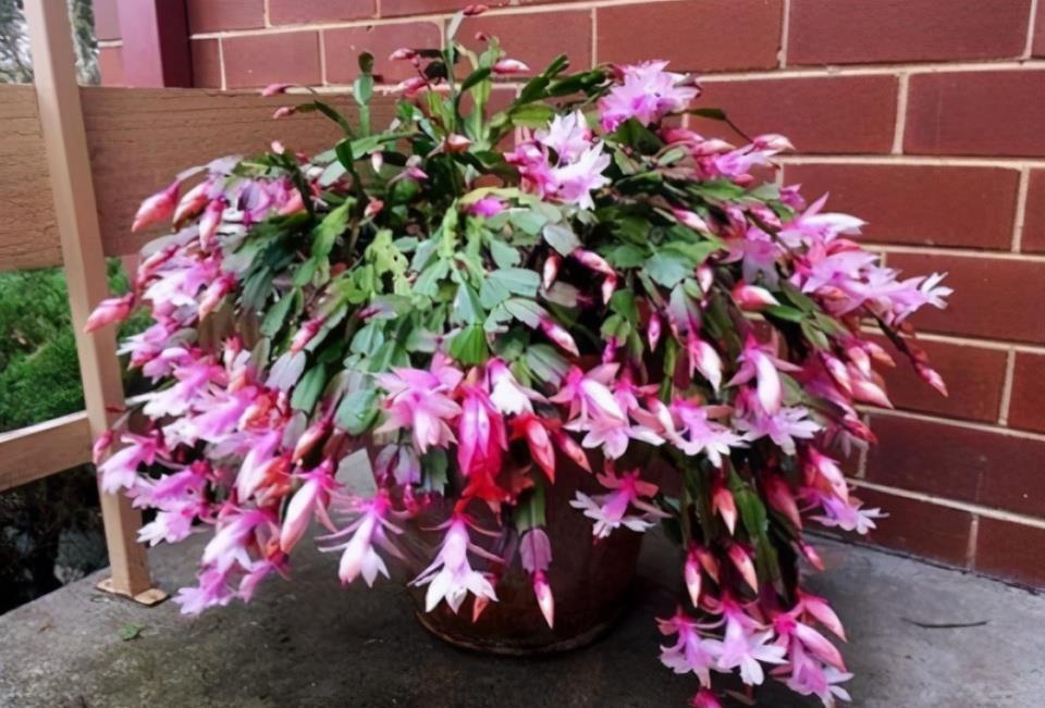 抓把“臭球”埋到花盆里,盆土不板结,疏松又营养,大白根长不停