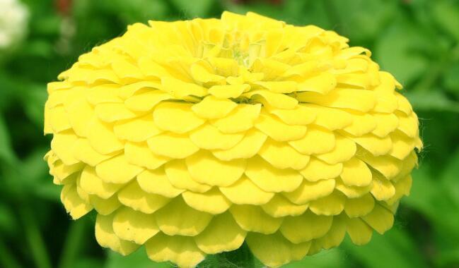 喜欢菊花,不如养盆“菊中珍品”,美丽妖娆,黄花晚节