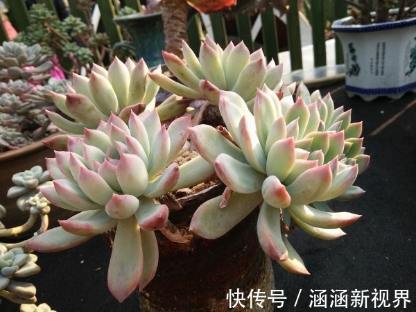 多肉植物叶片变薄怎么办教你3个小妙招,叶片肥厚,晶莹剔透