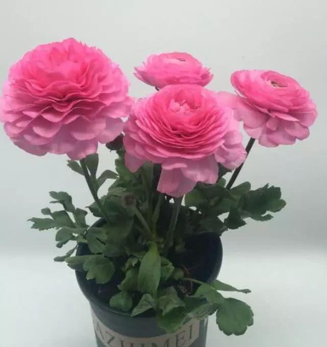 似牡丹,价格低,丢土里就能活,寒冬也能繁花似锦