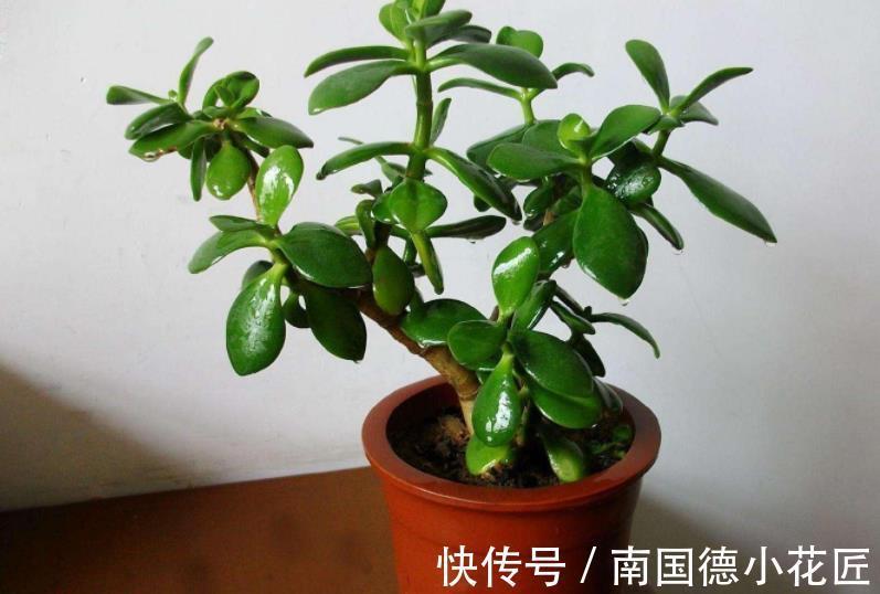 打理|秋天盆栽玉树，怎么打理？满足4点，茎干粗壮、根须旺，好过冬
