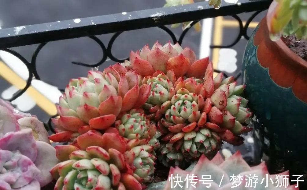 多肉冬天休眠状态不好，只要保证这两点，反而可能更美艳