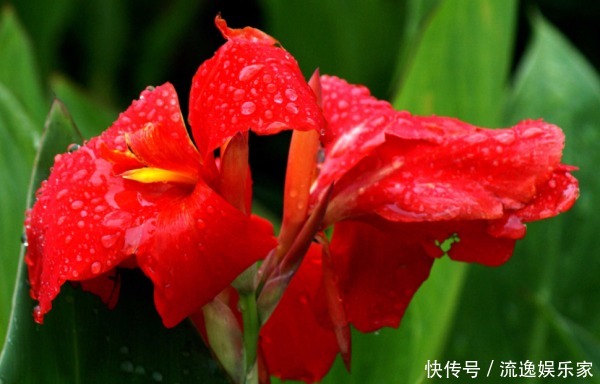 此花是一种生命力顽强的花，代表着坚实的未来，是拼搏的精神