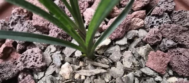 老前辈总结的兰花盖面技巧，记下一句，发芽率和出根率高一倍！