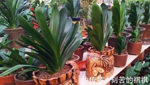 养花用什么水浇灌2种'万能浇花水',浇啥花都能越长越旺盛