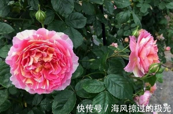 夏洛特|20种月季花品种介绍，简直美爆了！收藏啦……！