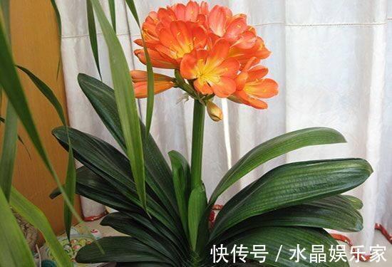 君子兰花箭“闷坏了”,夹箭严重怎么救教你一招