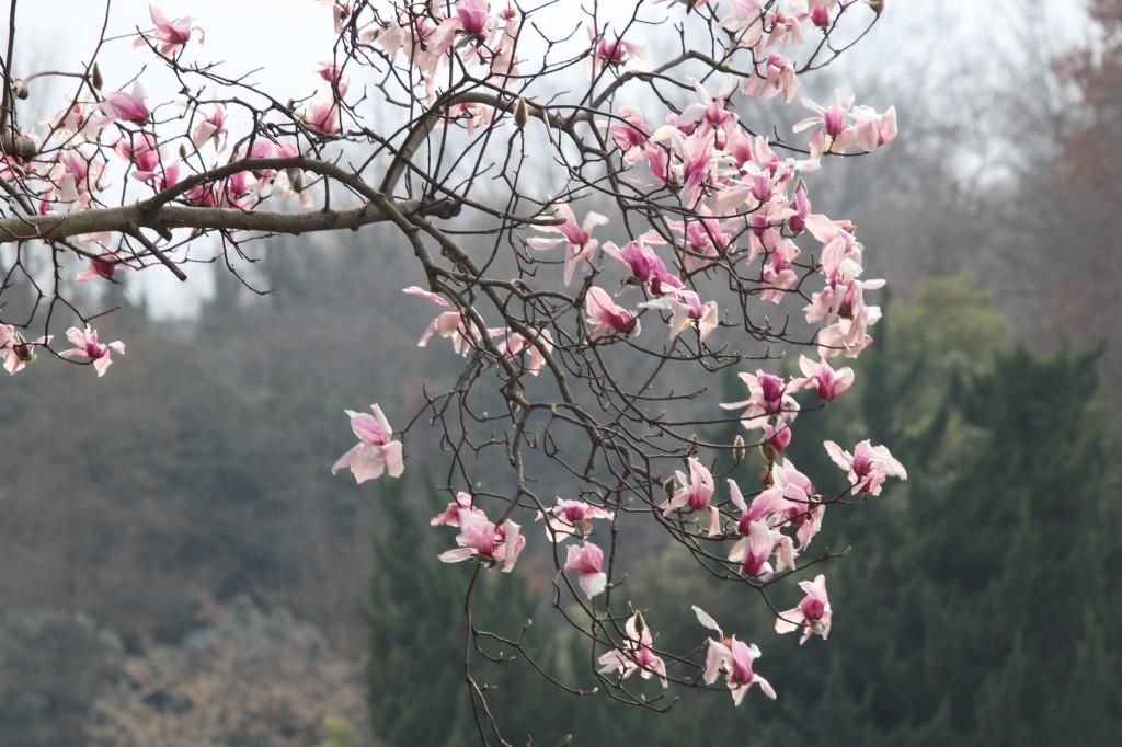 老年|南京连日春暖 雨花台宝华玉兰绽放