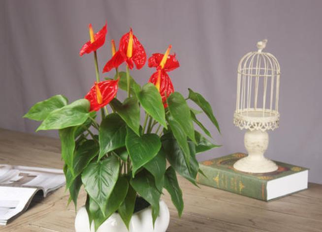 红掌|花市五大年宵花，好看却难养，告诉你“技巧”，养好没难度！