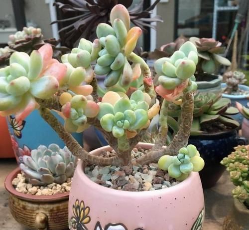 什么时候|养多肉,不懂该什么时候浇水?凭借这些特征动手就能远离问题