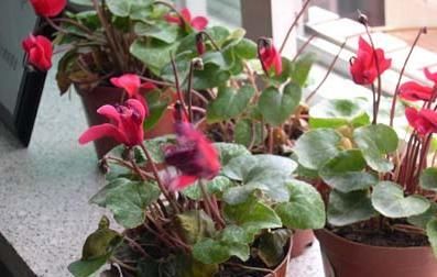 记住|仙客来买回家,记住1少、2多、2不,花苞一串接一串