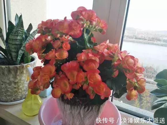 种花|3种花人称“夏必死”,买一盆死一盆,新手小白别忽视
