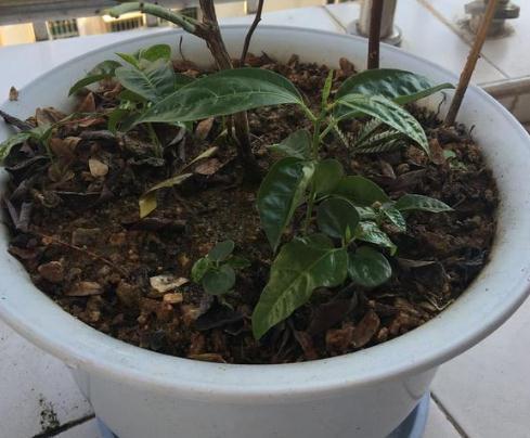 阳台种点“百香果”，扔一勺放盆里，半月生根成盆栽，收割一筐筐