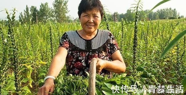 芝麻|这种菜，很多人都只吃种子，其实叶子才是宝贝，很多人想买买不到