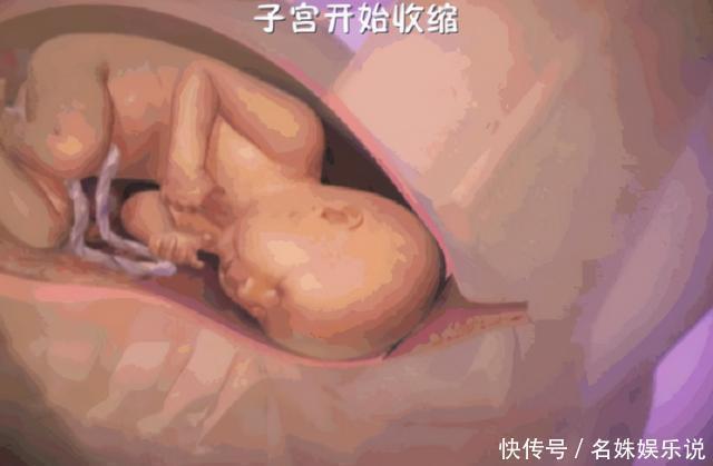 子宫|宝宝是如何出生的?那么小的口那么大的娃,看完还觉得生娃简单吗