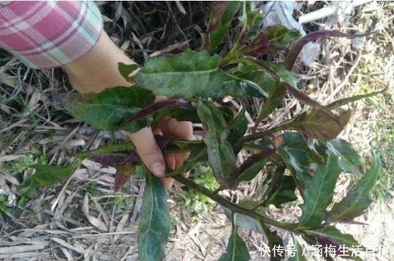  农村此草名叫“降压菜”，每天嚼食2片，血压稳稳降，遇见请珍惜