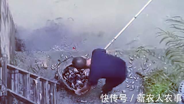 钓鱼|福建河边发生神奇的一幕，成千上万的鱼聚集在河边，有人用抄网捞
