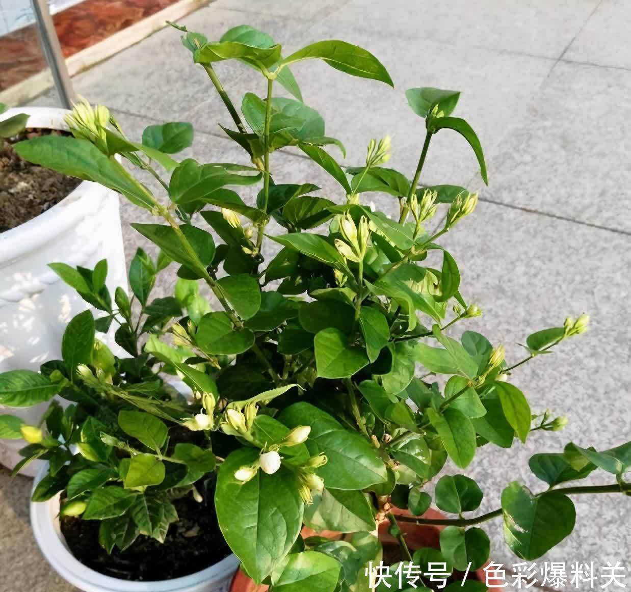 喜欢晒太阳的“3种花”,光照充足花量越大,一年四季花不停