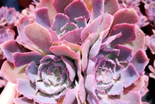 还在为多肉晚霞之舞是单头而操心?建议这样养,它就可以轻松爆盆