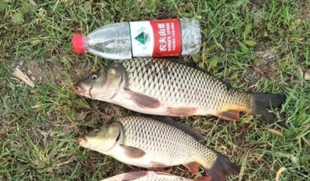 不打窝怎么钓好鱼?老司机直言:按我说的做,一支竿都钓不过来