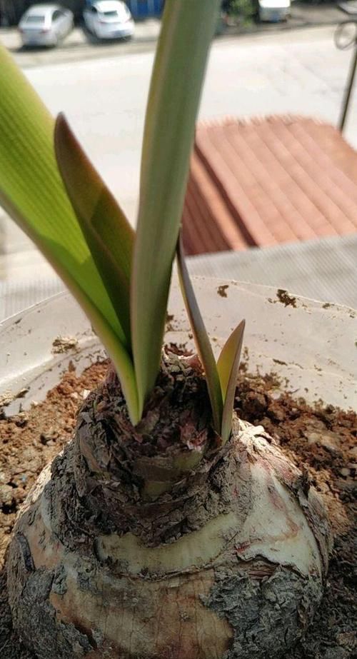 开花|朱顶红光长叶子,不开花,有些玄机你不知道