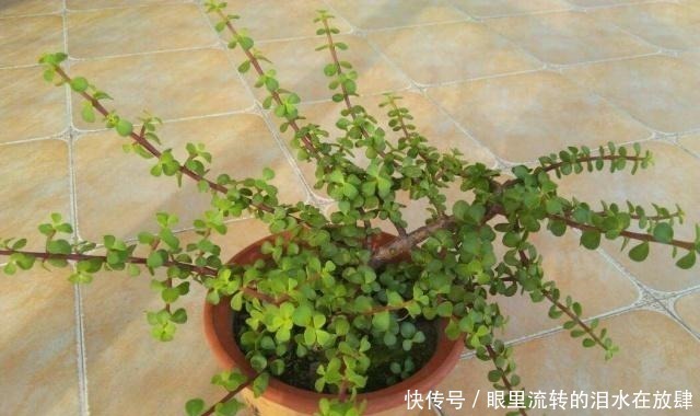 修剪|金枝玉叶长的“狂魔乱舞”,剪几刀,秒变“悬崖桩”,烂根也不怕!