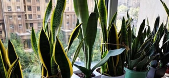 君子兰萎靡不振该怎么办？用完这3样肥料，植株马上变精神