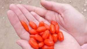  排尿量|黄芪的好搭档或是它，经常用来泡水喝，也许有助呵护肾脏健康