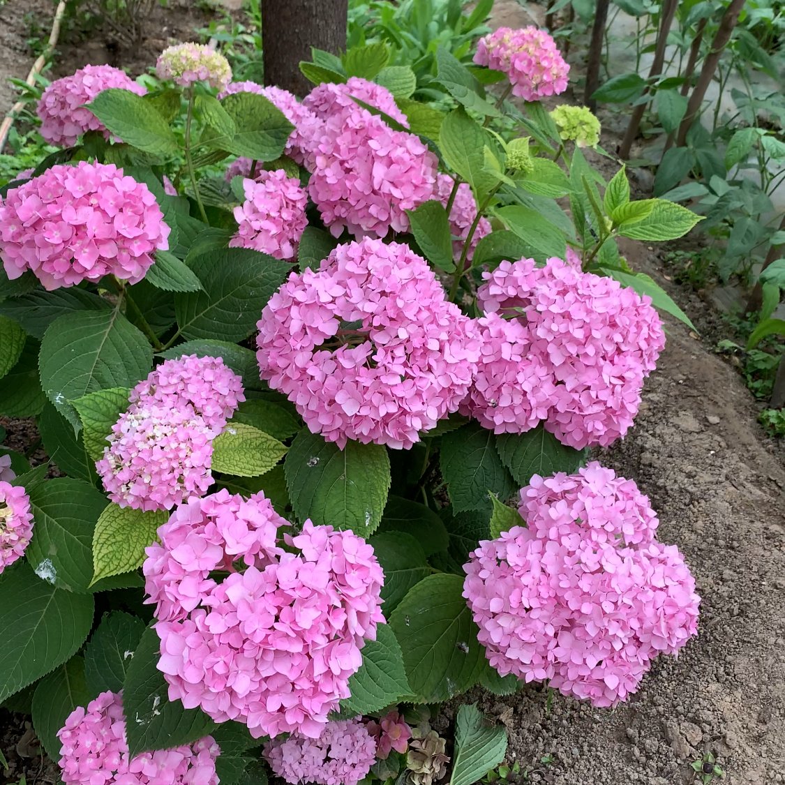 花多多|磷酸二氢钾不用买，自制“促花”肥水浇一浇，花大果实多，长得快