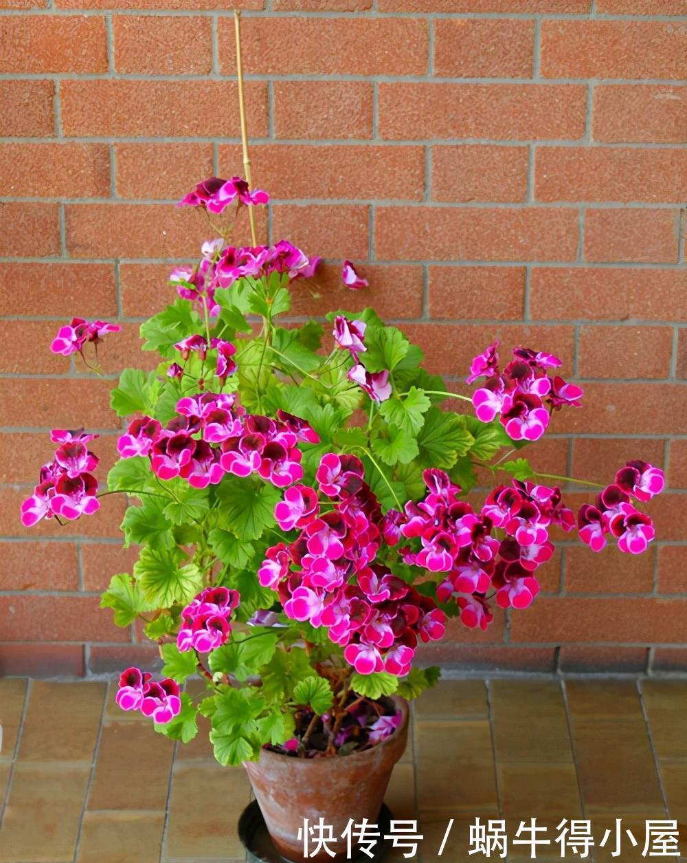 这5种花的养护方法，日照水肥处理好，花就长得好