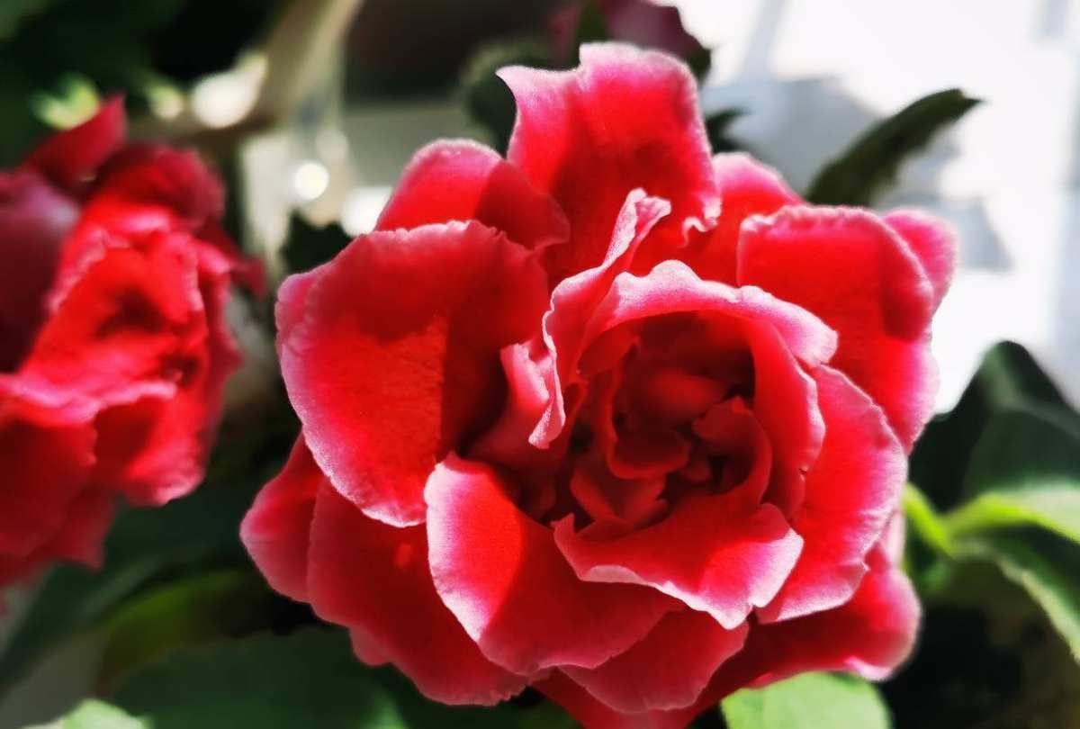 5种好运花,好养易活颜值高,新手一样养很好