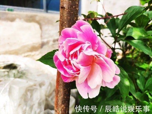 农民在自家院子里栽芍药,因为邻居的善意提醒,产生了心理障碍