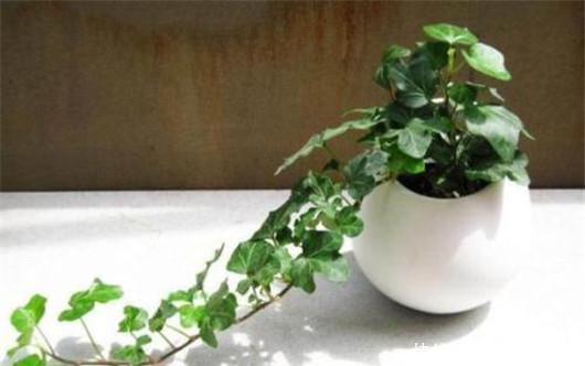 常春藤除|常春藤还不会养?注意5点就够了