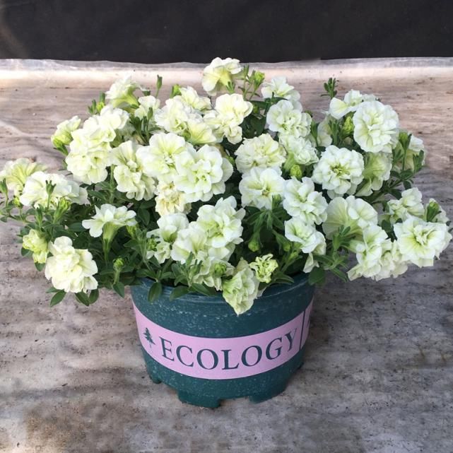 红花|今年最流行的网红花，养家里上档次，邻居看了太眼馋