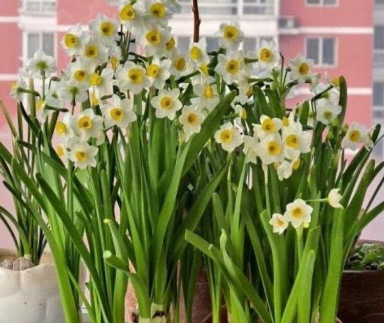 夏天家里养此款花，花期长花量大，花开香飘溢满屋，阳台变花园