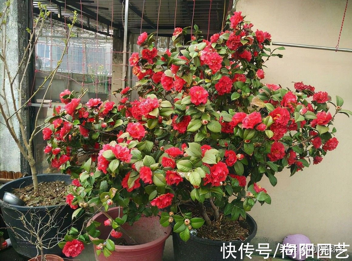 路边的茶花开得很美，千万别买，买回家就凋谢，你是养不好的