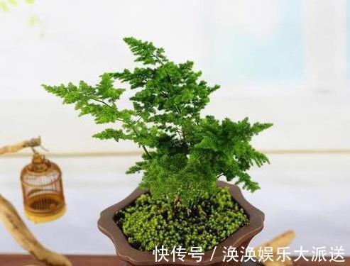 观赏性|文竹的孪生兄弟“云竹”，这样区别养护，别受骗了