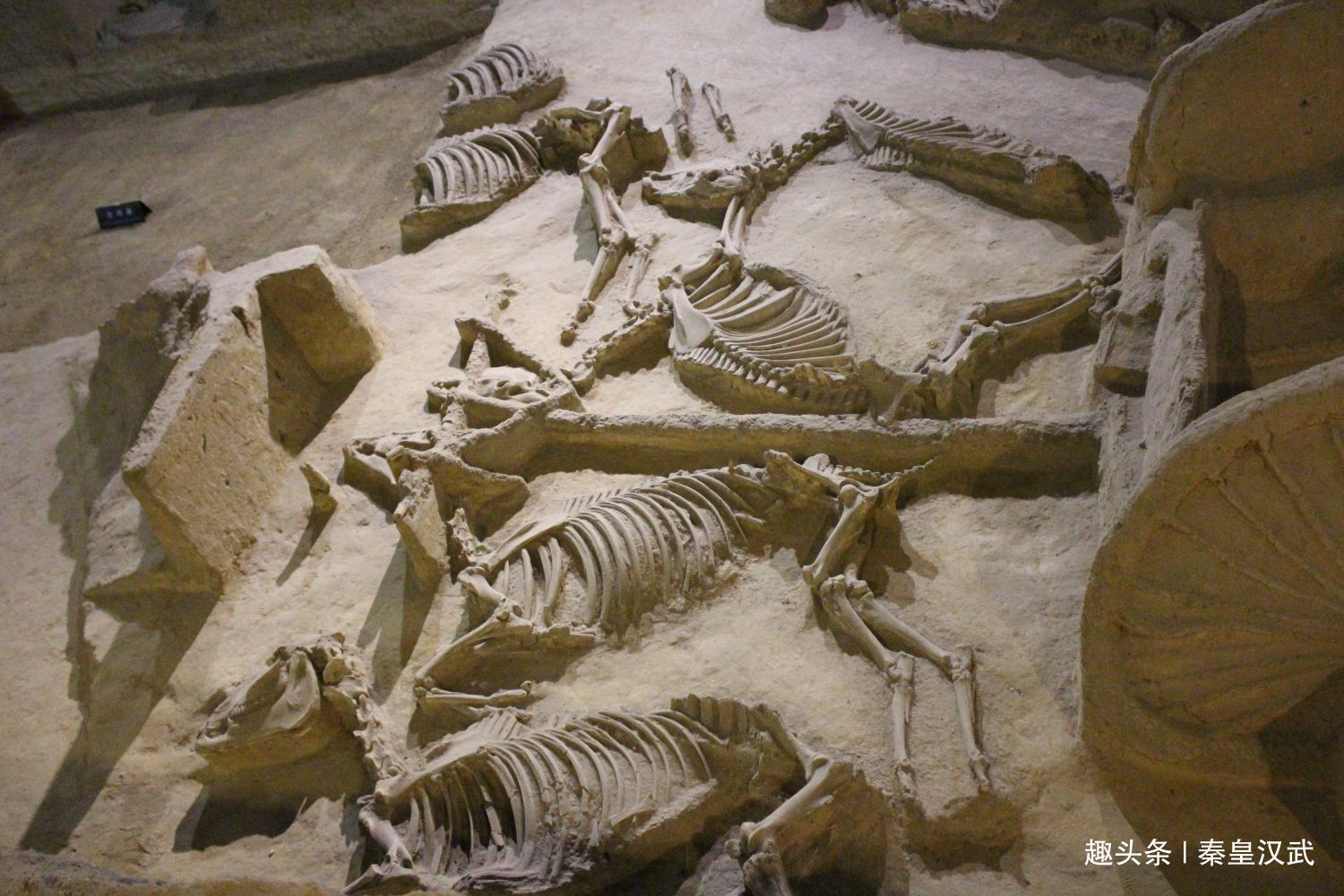 商朝|秦始皇祖坟发现商朝式随葬，证实千年传闻为真，纣王或可瞑目