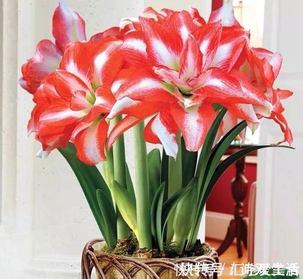 新手|最适合新手养的4种花，沾土就能活，满树都是花朵，漂亮极了