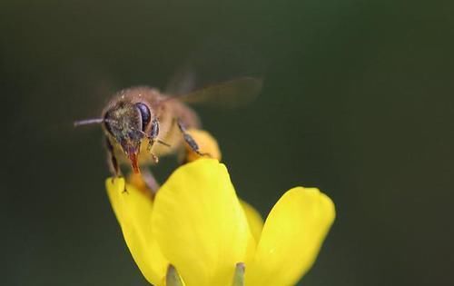 唐不知名诗人写现实一首诗，借蜜蜂的勤劳讽刺不劳而获，堪称经典