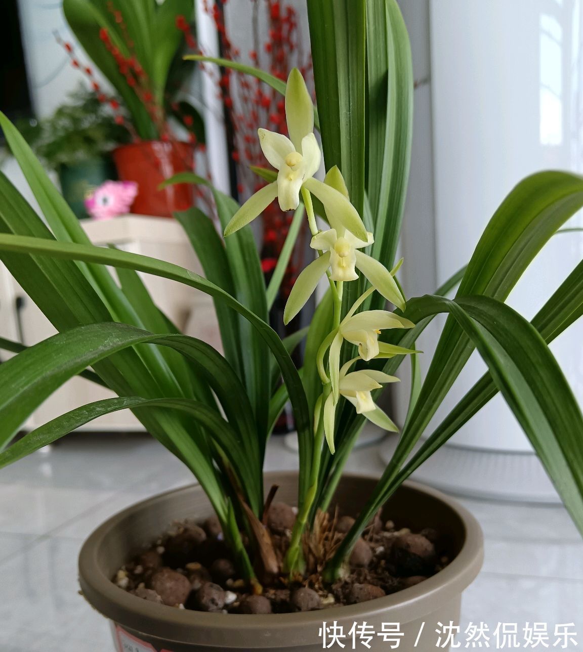 铜钱草|5种“有钱花”,满盆“铜钱叶”,越养钱越多,有钱人家都爱养它