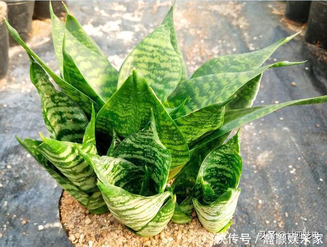 烂根|9种花，12月要“控水、断肥”，不注意烂根黄叶，活不到开春