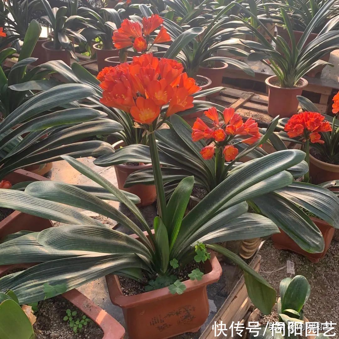 贝壳|君子兰不开花，土里加点“碎贝壳”，喂点核桃皮，开花巴掌大