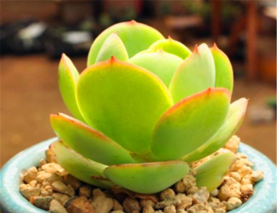 阿勇|5种最美的绿色多肉,不用上色就很美,养成老桩更惊艳