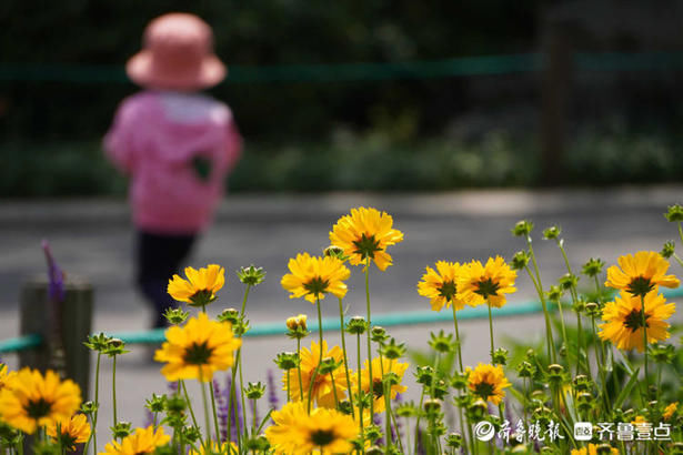 齐鲁|花开齐鲁｜惊艳绽放！济南泉城公园金鸡菊开，承包你的醉美初夏